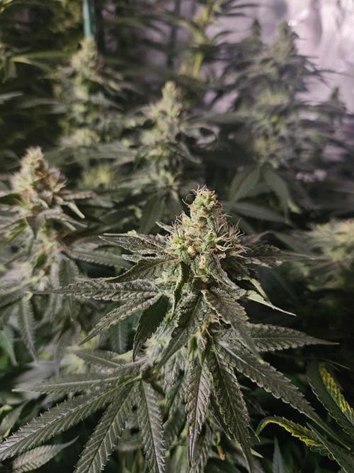 The gassy one SuperSativaSeedClub. Week 10