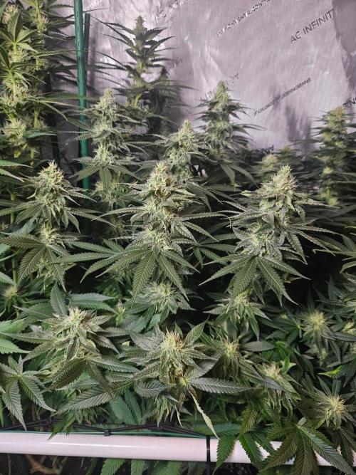 The gassy one SuperSativaSeedClub. Week 10