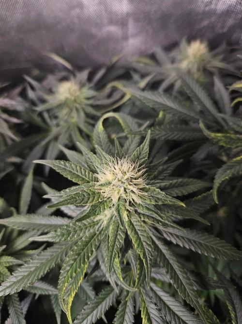 Permanent Bluez Izi Seeds. Week 10