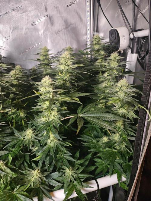 Permanent Bluez Izi Seeds. Week 10