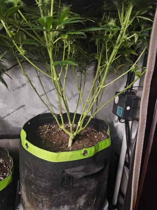 Permanent Bluez Izi Seeds. Week 10
