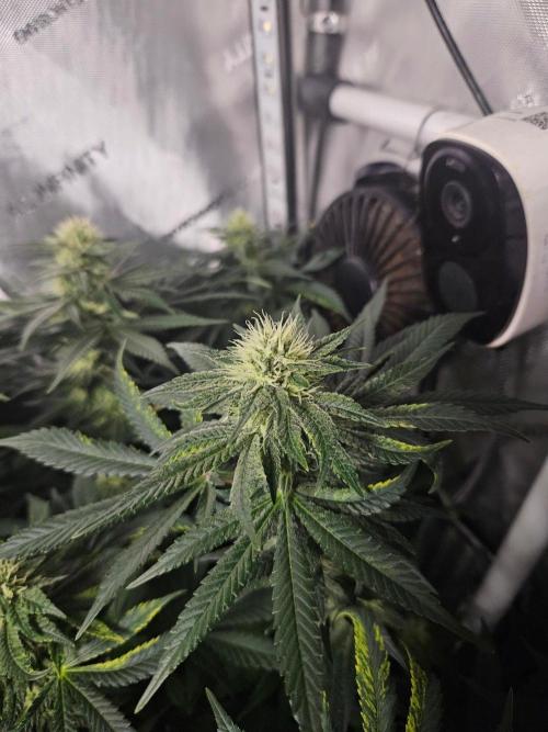 Permanent Bluez Izi Seeds. Week 10
