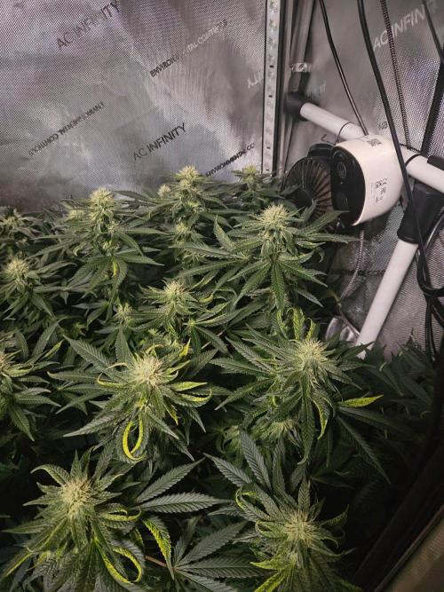 Permanent Bluez Izi Seeds. Week 10
