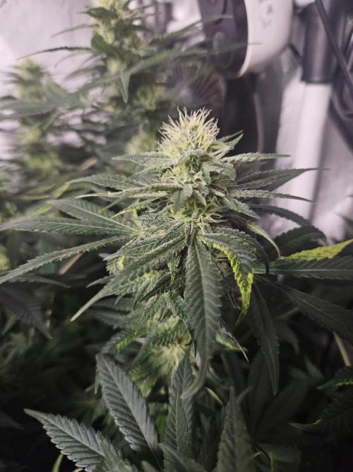 Permanent Bluez Izi Seeds. Week 10