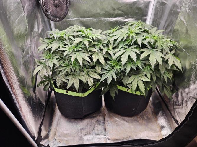 Lemon Cherry Gelato Auto Zamnesia. Week 5