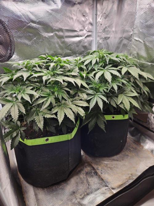 Lemon Cherry Gelato Auto Zamnesia. Week 5
