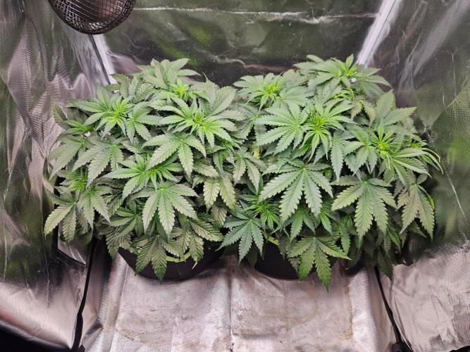 Lemon Cherry Gelato Auto Zamnesia. Week 5