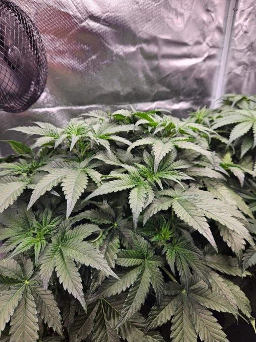 Lemon Cherry Gelato Auto Zamnesia. Week 5
