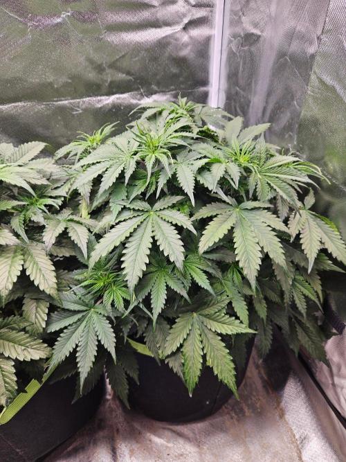 Lemon Cherry Gelato Auto Zamnesia. Week 5