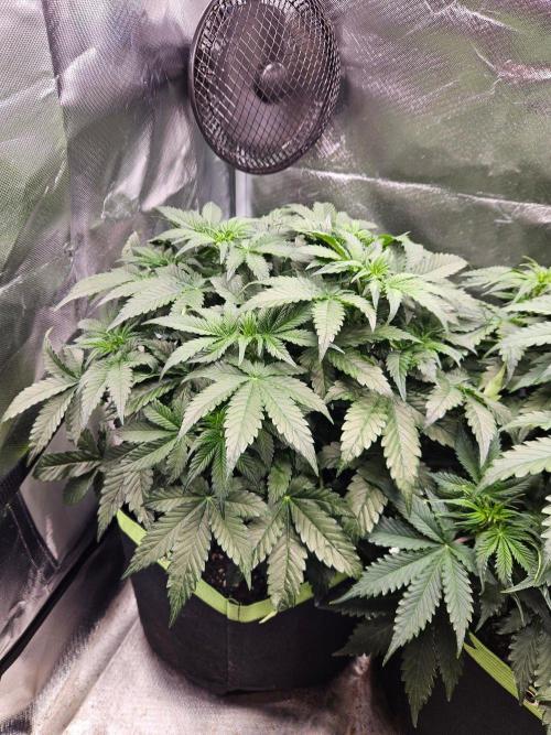 Lemon Cherry Gelato Auto Zamnesia. Week 5