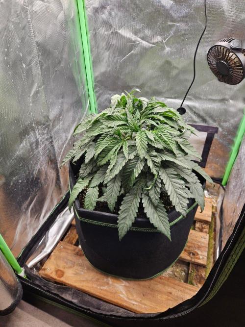 Slush Mint Cake Dutch Passion. Week 5