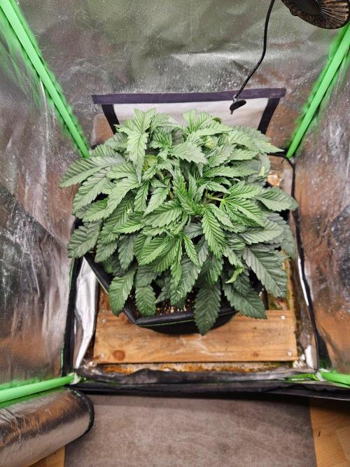 Slush Mint Cake Dutch Passion. Week 5