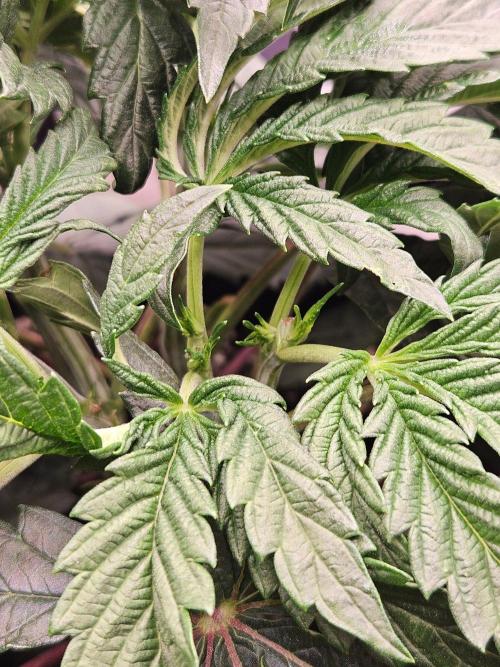 Slush Mint Cake Dutch Passion. Week 5
