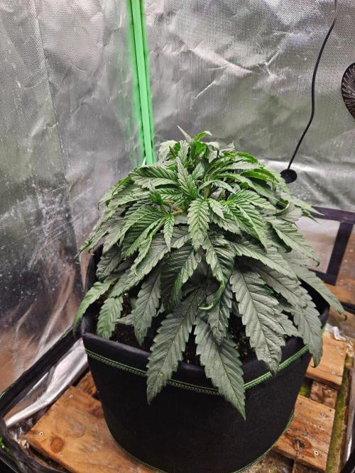 Slush Mint Cake Dutch Passion. Week 5