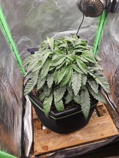 Slush Mint Cake Dutch Passion. Week 5