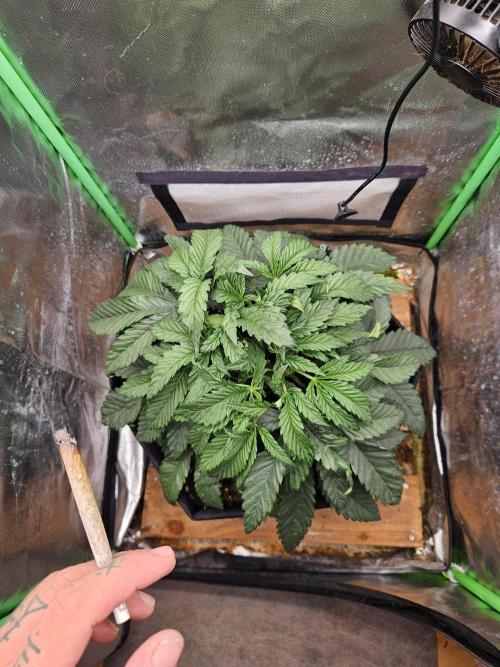 FC-E1500 150W LED. Week 5