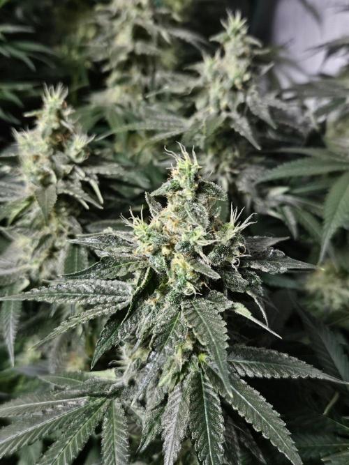 The gassy one SuperSativaSeedClub. Week 11