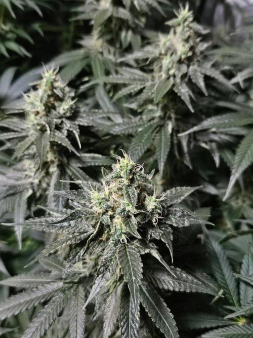 Super Sativa Seed Club - The gassy one by Hempcules
