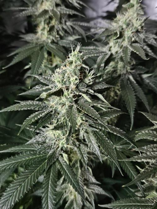 The gassy one SuperSativaSeedClub. Week 11