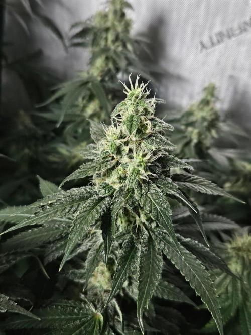 The gassy one SuperSativaSeedClub. Week 11