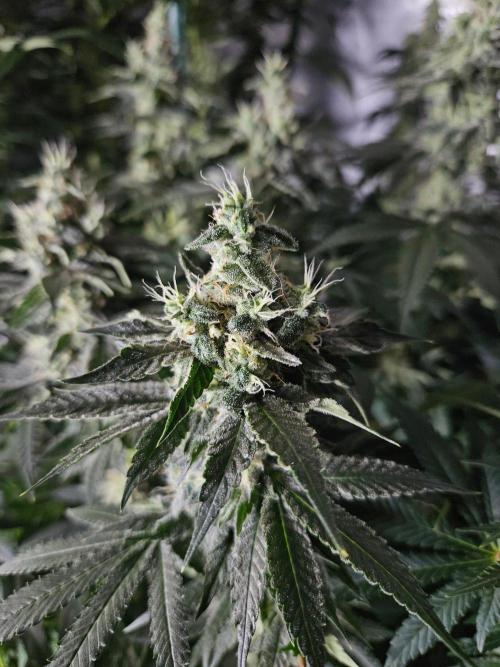 The gassy one SuperSativaSeedClub. Week 11