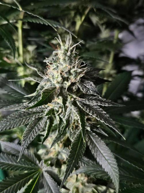 The gassy one SuperSativaSeedClub. Week 11