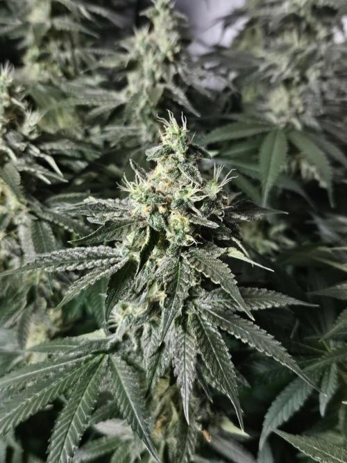 The gassy one SuperSativaSeedClub. Week 11