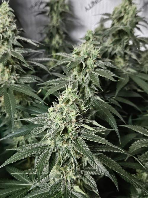 The gassy one SuperSativaSeedClub. Week 11
