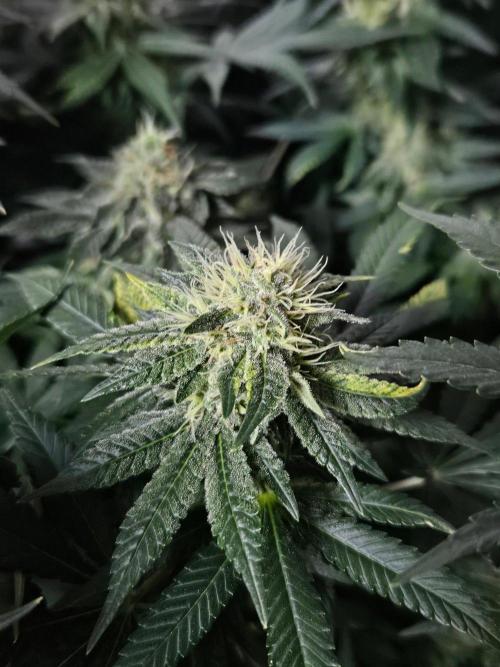 Permanent Bluez Izi Seeds. Week 11