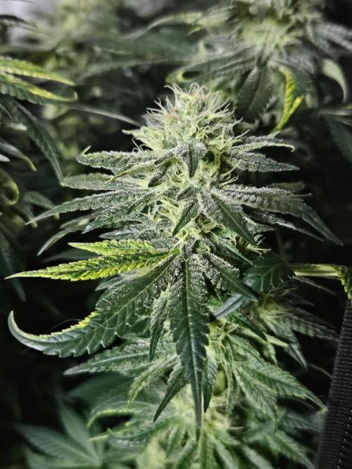 Permanent Bluez Izi Seeds. Week 11