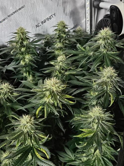 Permanent Bluez Izi Seeds. Week 11