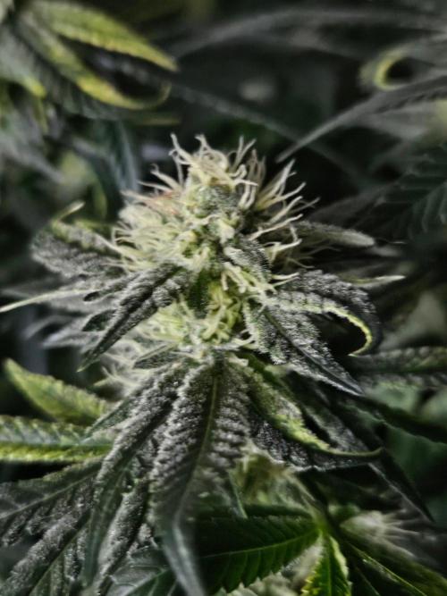 Permanent Bluez Izi Seeds. Week 11