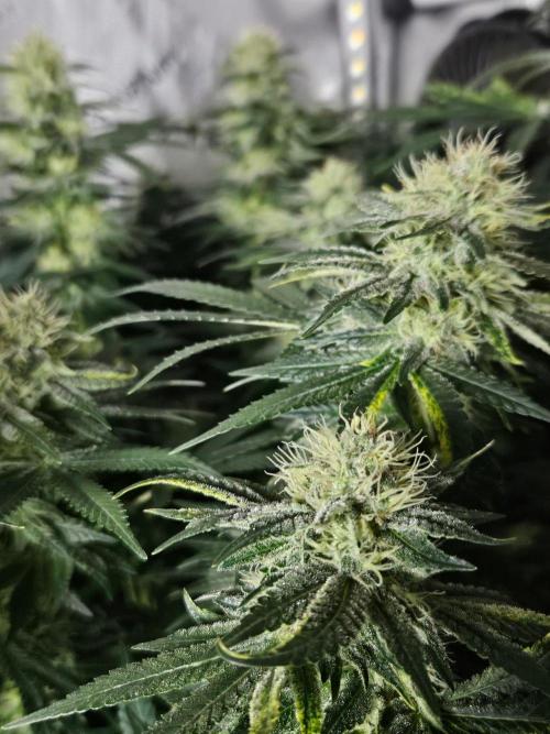 Permanent Bluez Izi Seeds. Week 11