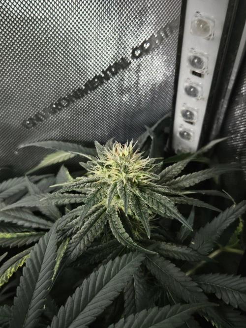 Permanent Bluez Izi Seeds. Week 11