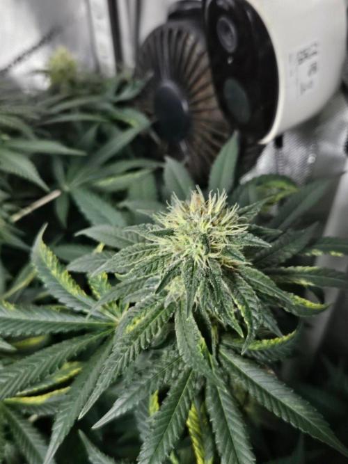Permanent Bluez Izi Seeds. Week 11