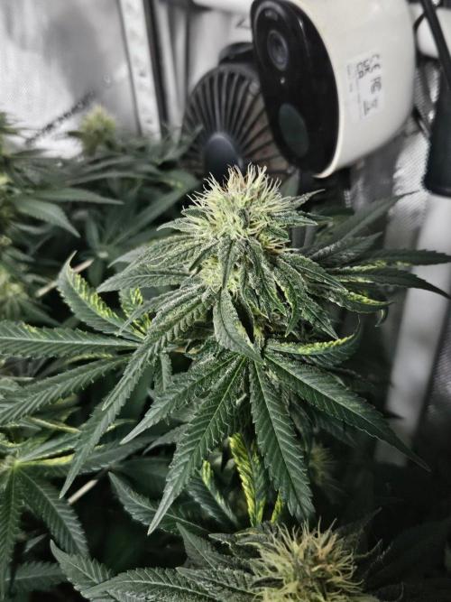 Permanent Bluez Izi Seeds. Week 11