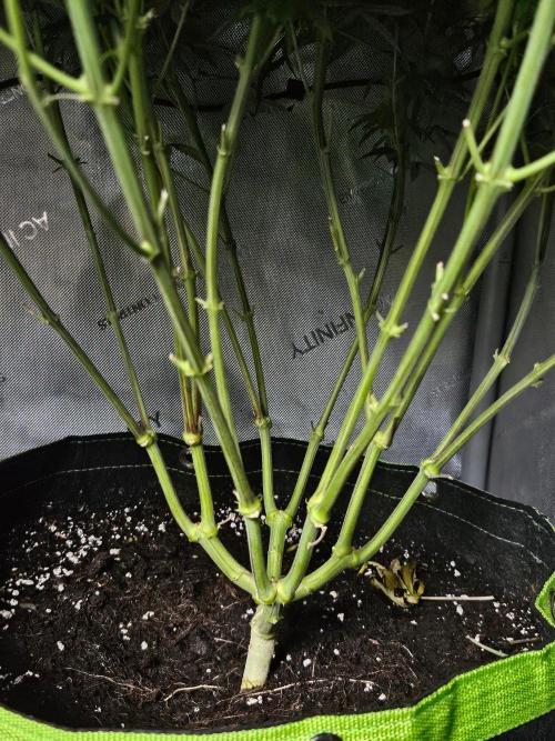 Permanent Bluez Izi Seeds. Week 11
