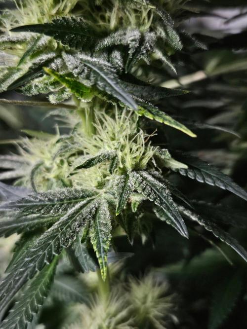 Permanent Bluez Izi Seeds. Week 11
