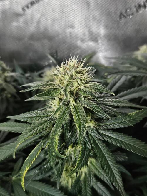 Permanent Bluez Izi Seeds. Week 11