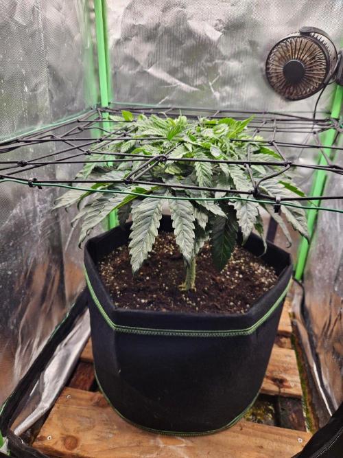 Slush Mint Cake Dutch Passion. Week 6