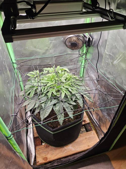 Slush Mint Cake Dutch Passion. Week 6