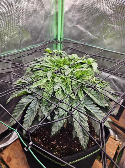 Slush Mint Cake Dutch Passion. Week 6