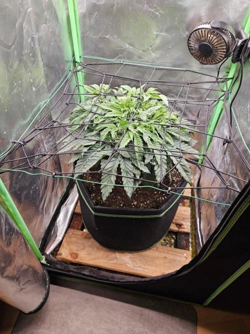 Slush Mint Cake Dutch Passion. Week 6