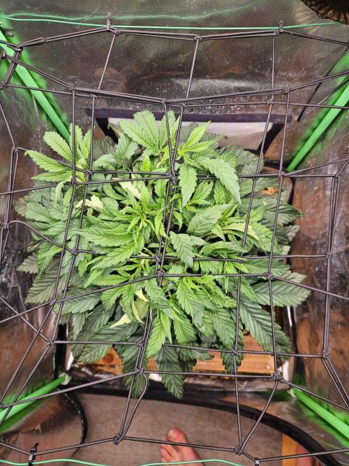 FC-E1500 150W LED. Week 6