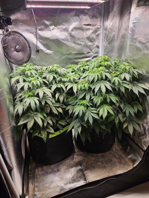 Lemon Cherry Gelato Auto Zamnesia. Week 6