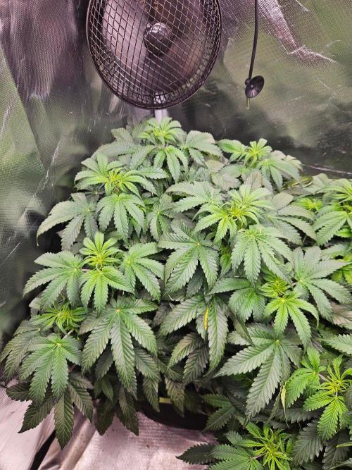 Lemon Cherry Gelato Auto Zamnesia. Week 6
