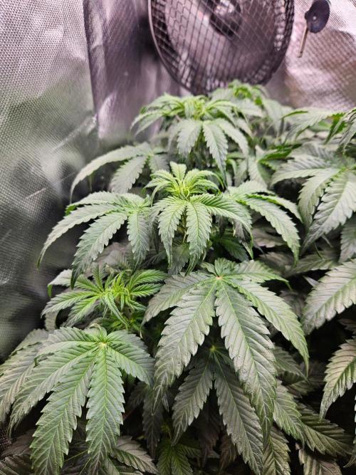 Lemon Cherry Gelato Auto Zamnesia. Week 6