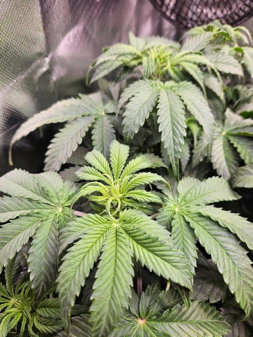 Lemon Cherry Gelato Auto Zamnesia. Week 6