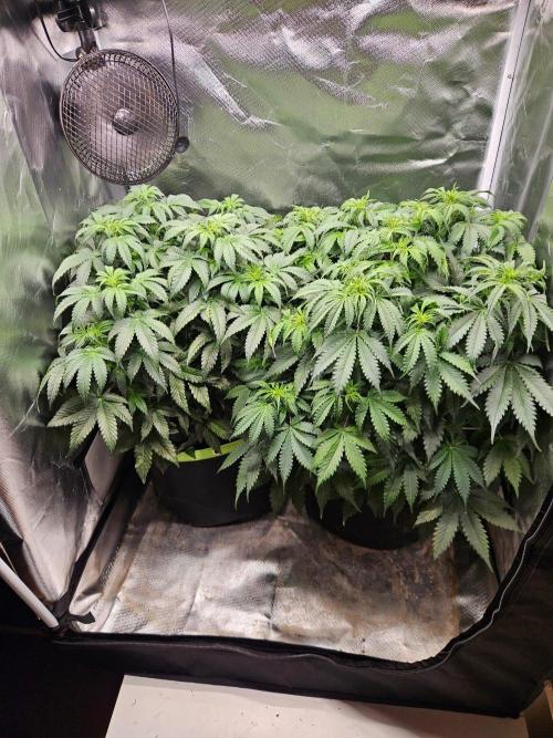 Lemon Cherry Gelato Auto Zamnesia. Week 6