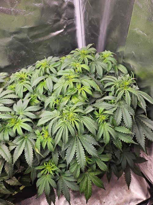 Lemon Cherry Gelato Auto. Week 6